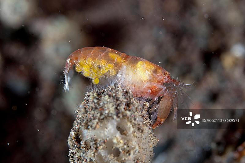 携带卵的成年母枪虾，位于印度尼西亚巴厘岛Seraya的珊瑚礁上图片素材