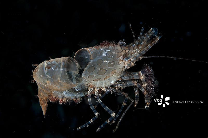 蜕壳后的残骸：拉贾安帕群岛的虾图片素材