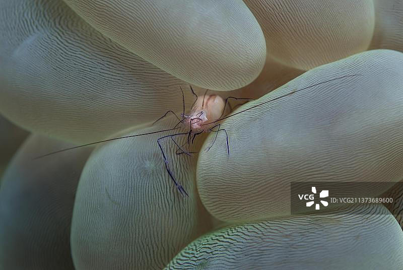 共生虾（Vir philippinensis）成虾，在气泡珊瑚（Plerogyra sinuosa）上，伦巴塔岛，索洛群岛，小巽他群岛，印度尼西亚，亚洲图片素材