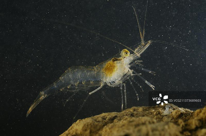 欧洲淡水虾：岩石上的成年池塘虾图片素材