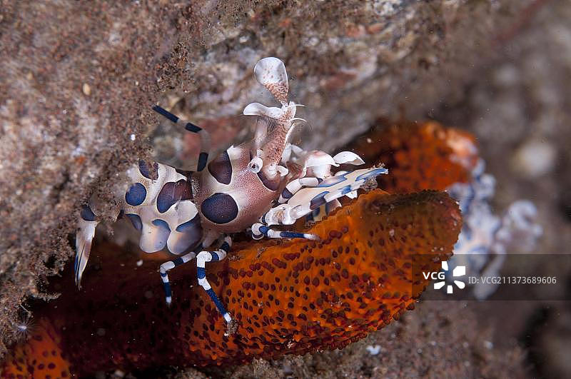 优雅的丑角虾，以海星为食图片素材