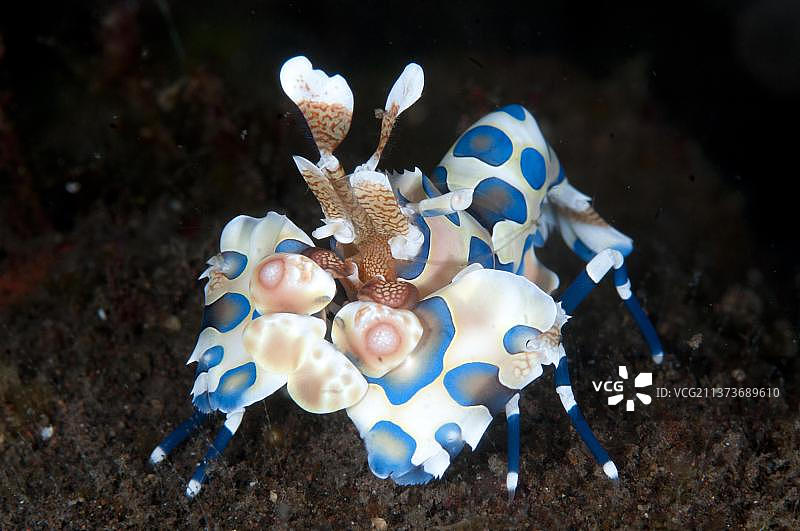 优雅的丑角虾，位于印度尼西亚小巽他群岛的Seraya礁石上图片素材