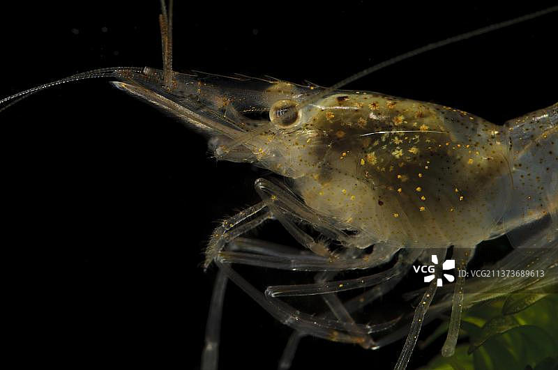 淡水虾图片素材