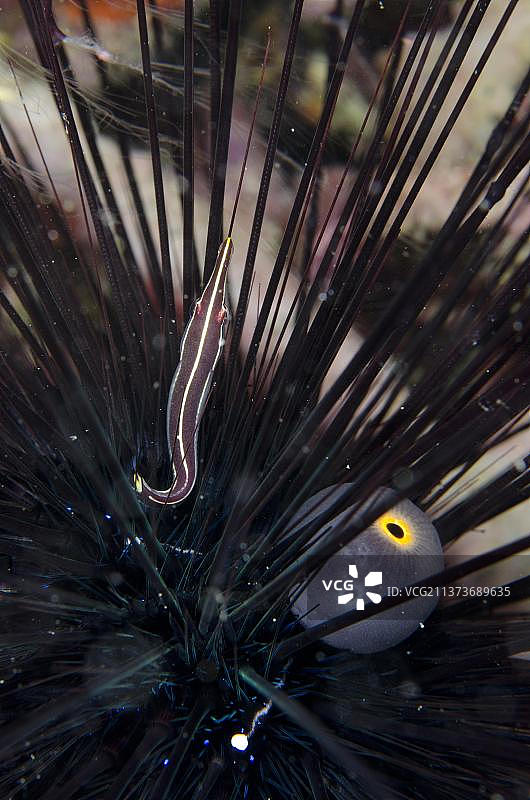 成年海胆鳚栖息在黑刺海胆中，科莫多国家公园，小巽他群岛，印度尼西亚图片素材