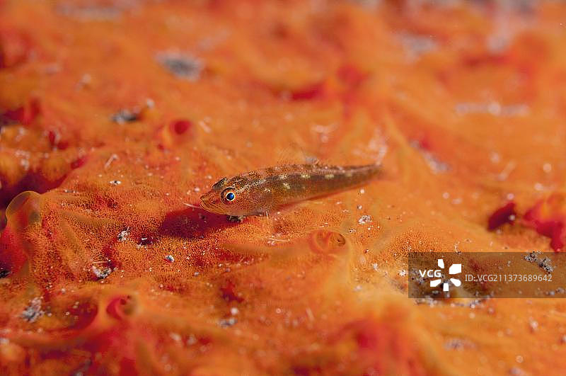 莫桑比克侏儒虾虎鱼，栖息于海绵上，印度尼西亚小巽他群岛塞拉亚海滩度假村图片素材