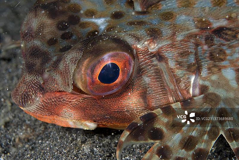 东方飞鱼（Dactyloptena orientalis）：龙首鱼物种特写，印度尼西亚苏拉威西岛伦贝岛图片素材