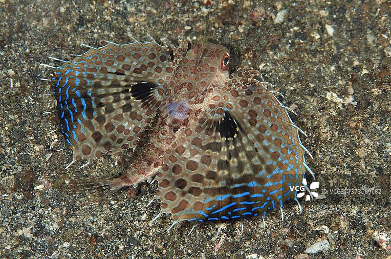 东方飞鲂(Dactyloptena orientalis)，其他动物，鱼类，动物，龙鱼，成年东方飞鲂，展示防御姿势的胸鳍，蓝碧海峡图片素材