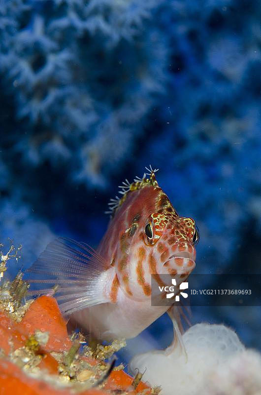 在蓝莓柳珊瑚前的普通斑鲂鮄图片素材