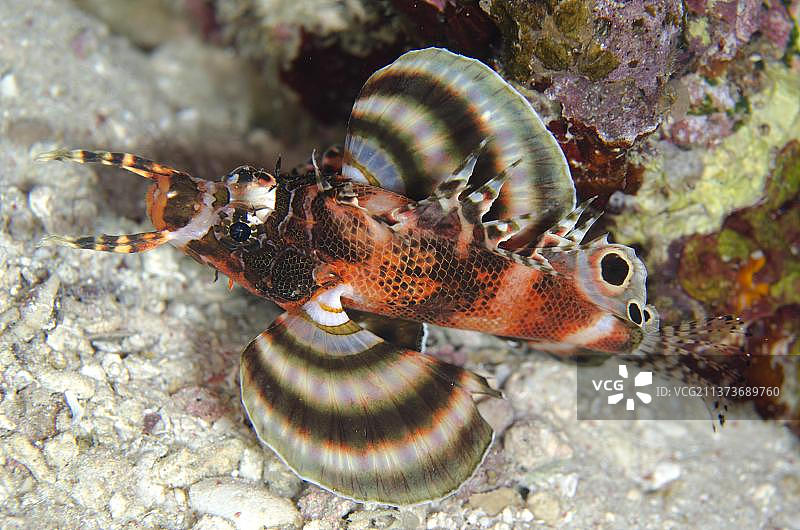 双斑多角鱼（Dendrochirus biocellatus），其他动物，鱼，动物，蓑鲉，双斑狮子鱼成年个体，游泳，塔塔瓦贝萨岛，科莫多岛附近图片素材