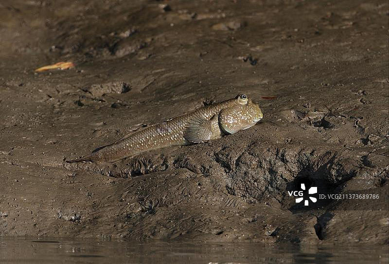 大型弹涂鱼，泰国红树林图片素材