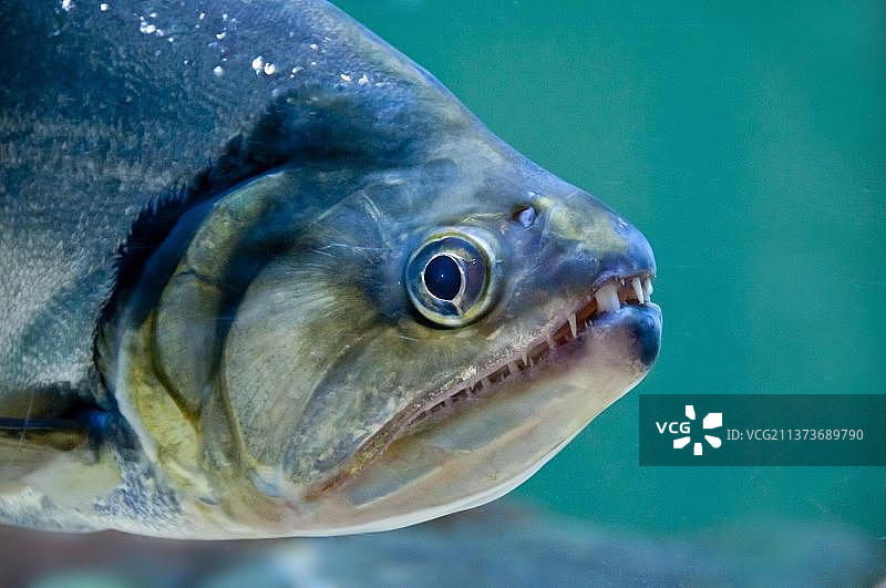 狗牙脂鲤，吸血鱼，鱼类，动物，Hydrolycus scomberoides，头部特写图片素材