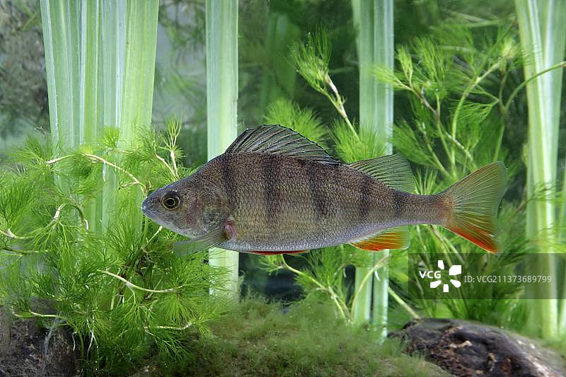 欧洲河鲈图片素材