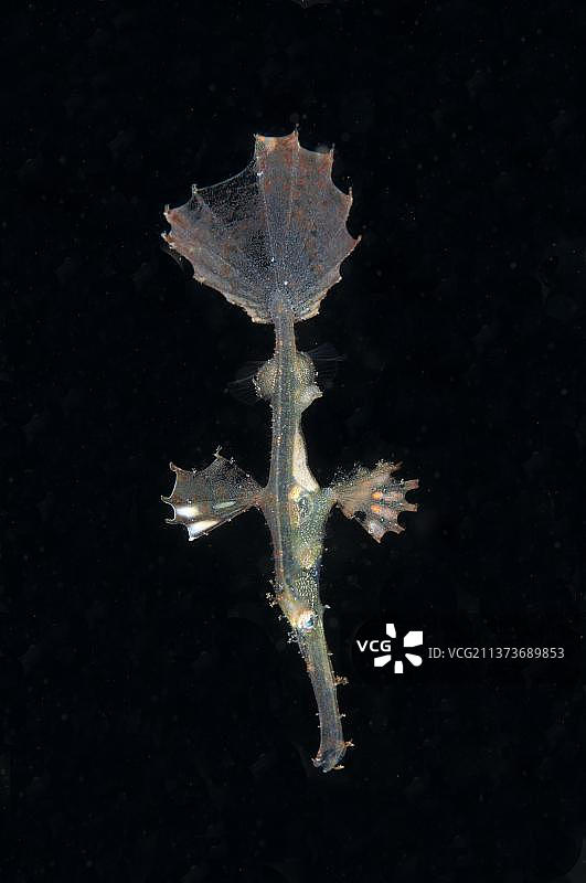 夜间游泳的华丽海龙鱼幼鱼，伦贝海峡，苏拉威西岛，大巽他群岛，印度尼西亚，亚洲图片素材