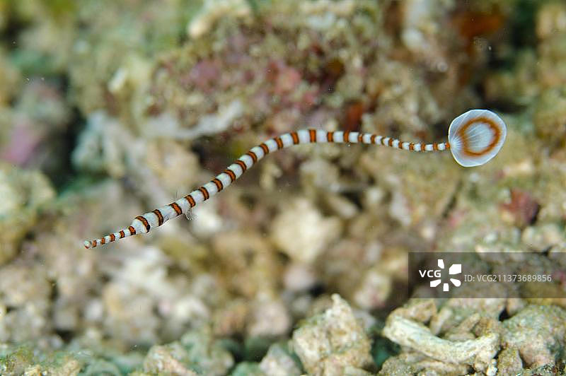 环纹海龙图片素材