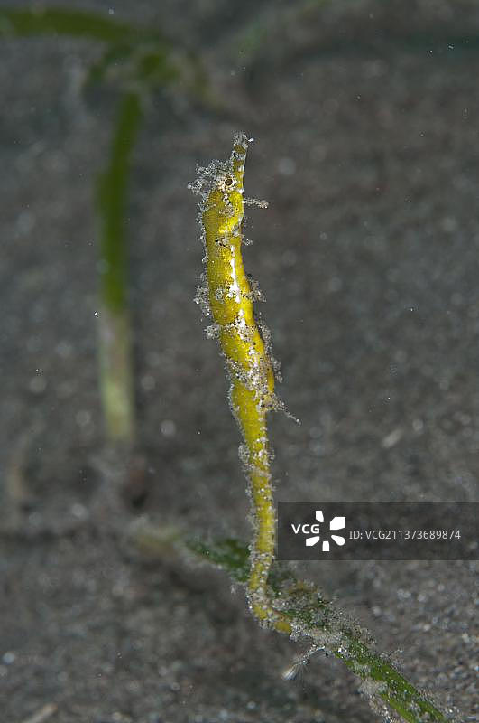 短囊侏海马：栖息在印度尼西亚苏拉威西岛伦贝海峡海草上的成鱼图片素材