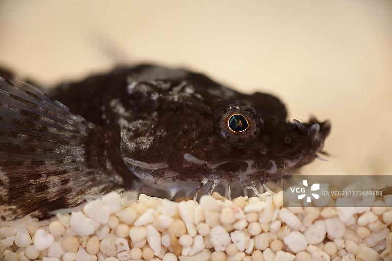 棘 морской конек (Agonus cataphractus) 成鱼头部特写，位于英国林肯郡The Wash的砾石上图片素材