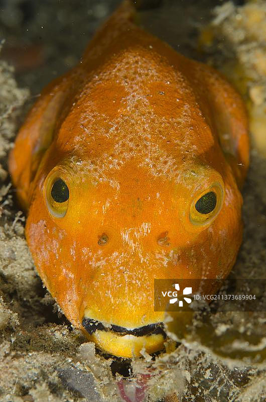 星斑河豚（Arothron stellatus），幼年星斑河豚，具有模仿海绵的特殊颜色，贝萨塞雷娜，蓝碧海峡，苏拉威西岛图片素材