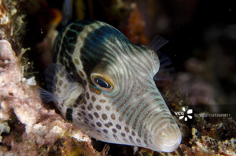瓦伦丁氏尖鼻鲀(Canthigaster valentini)成鱼,夜间栖息在珊瑚上,蓝碧海峡,苏拉威西岛,大巽他群岛,印度尼西亚,亚洲图片素材