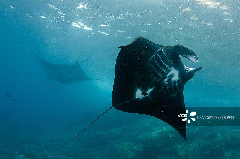 远洋蝠鲼（Manta birostris），两只成年个体在印度尼西亚科莫多国家公园帕达尔岛的珊瑚礁上觅食图片素材