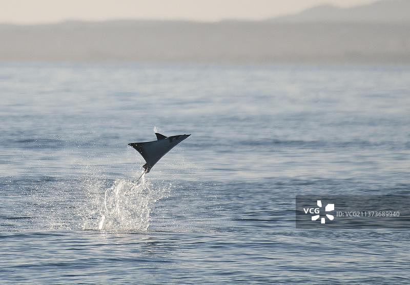 蝠鲼跃出科尔特斯海，墨西哥下加利福尼亚州洛斯巴里莱斯图片素材