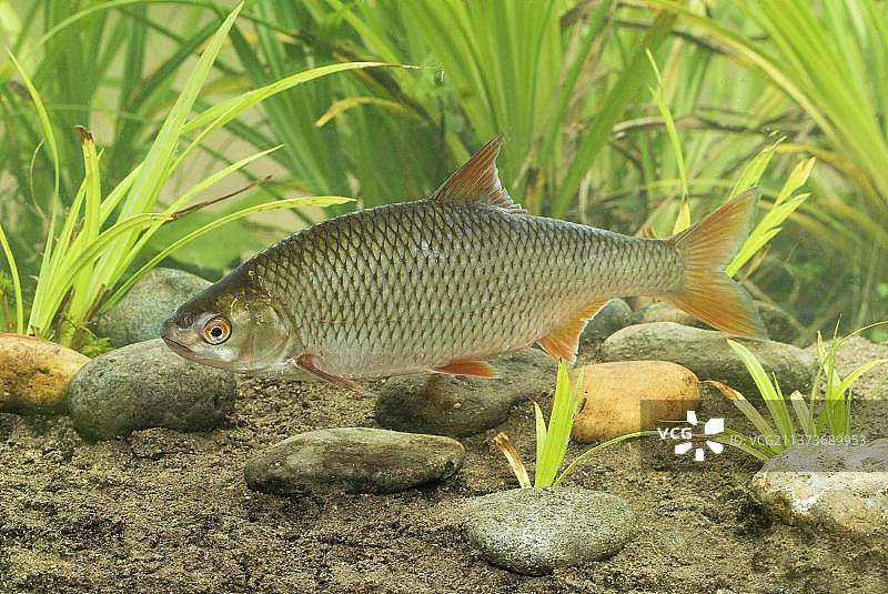 欧洲英国苏塞克斯，正在游泳的成年的欧鮊图片素材