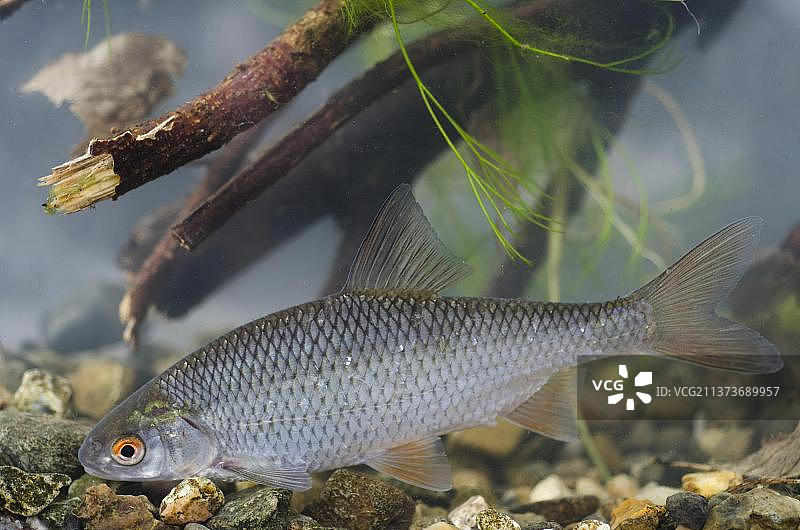 丁鱥，普通的丁鱥（Rutilus rutilus），鱼缸中的成年丁鱥，英国诺丁汉图片素材