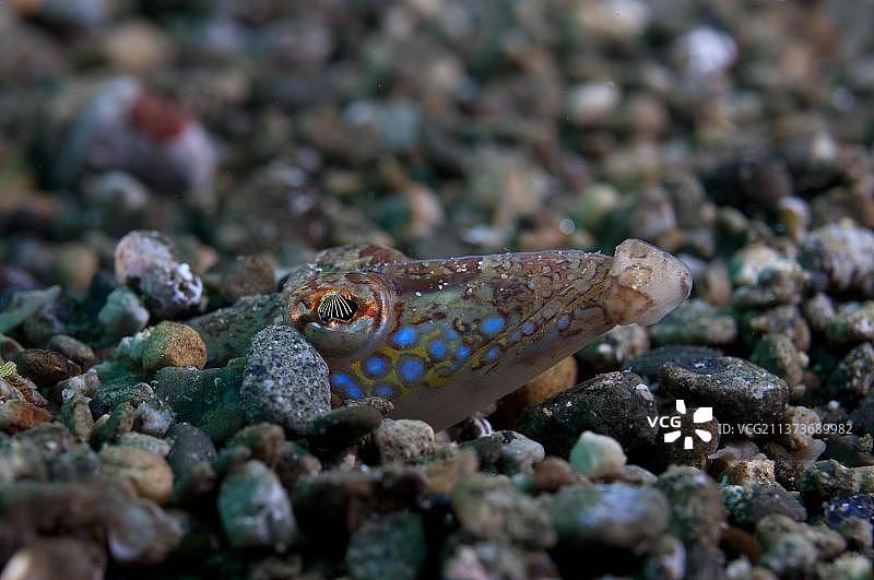 安汶岛沙中成年多毛沙钻鱼图片素材