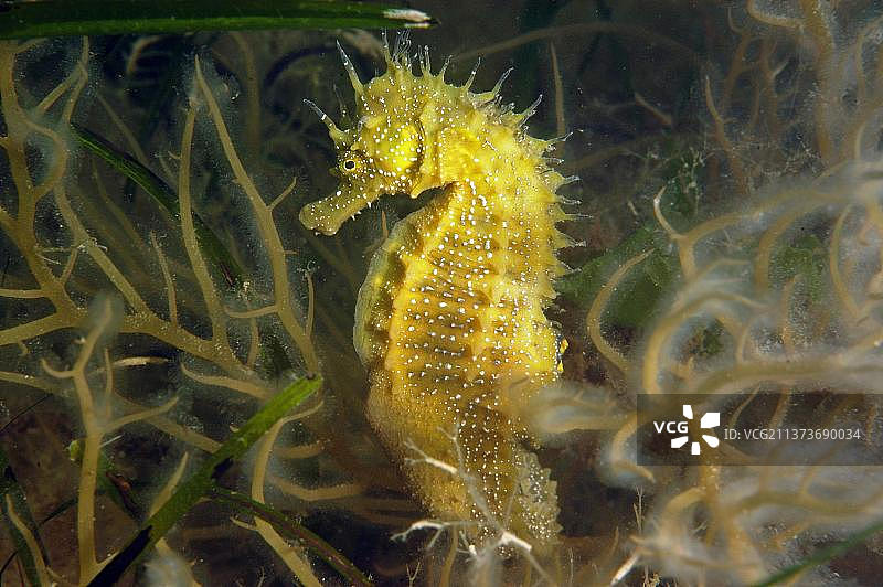 长吻海马图片素材