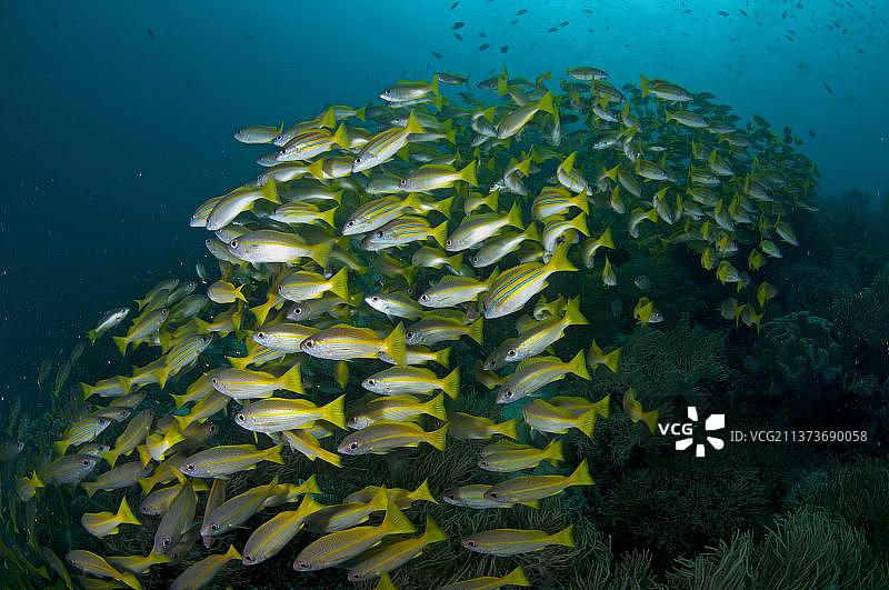 蓝条 snapper (Lutjanus kasmira)，其他动物，鱼类，鲈鱼类，动物，蓝条 snapper 成鱼，在礁石上游动，位于印度尼西亚新几内亚西巴布亚拉贾安帕群岛丹皮尔海峡的Mioskon，亚洲图片素材