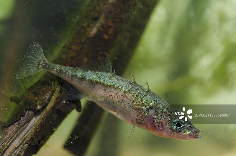 三刺鱼（雄性成鱼，繁殖期，在水箱中，英国诺丁汉郡）图片素材