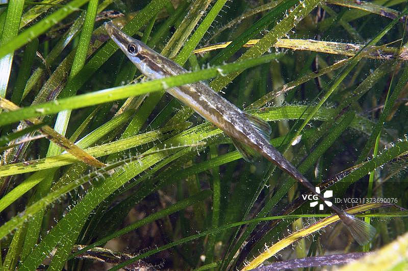 十五刺棘鱼（Spinachia spinachia）成年鱼，在鳗草中游泳，Studland湾，Purbeck岛，多塞特郡，英国，欧洲图片素材