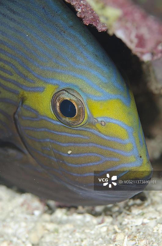 马塔刺尾鱼头部特写，印尼科莫多岛图片素材