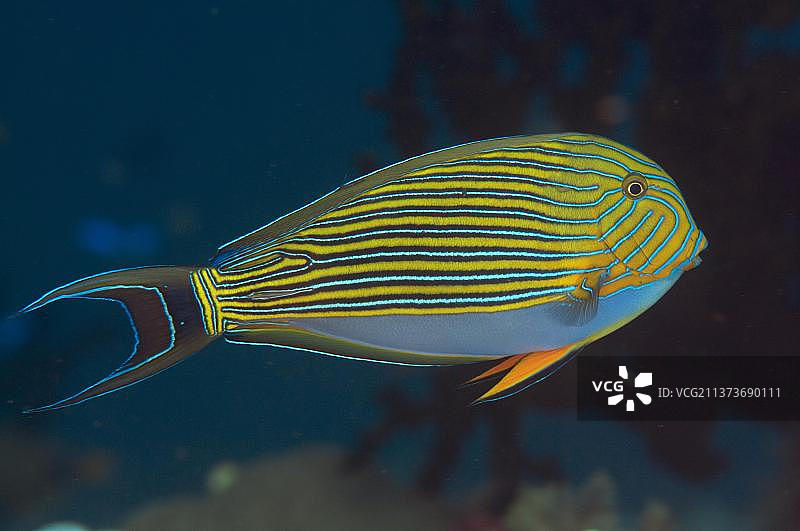 条纹刺尾鱼，动物，其他动物，鱼，刺尾鱼图片素材