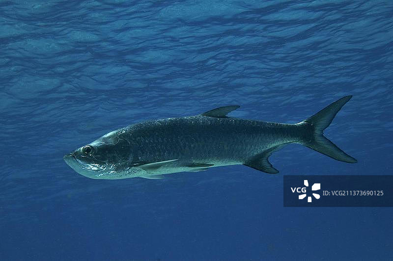 大西洋 tarpon 幼鱼，在博内尔岛加勒比海域水面下游动图片素材