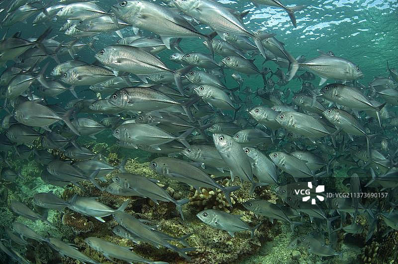 西巴丹岛礁石上方大眼鲹图片素材