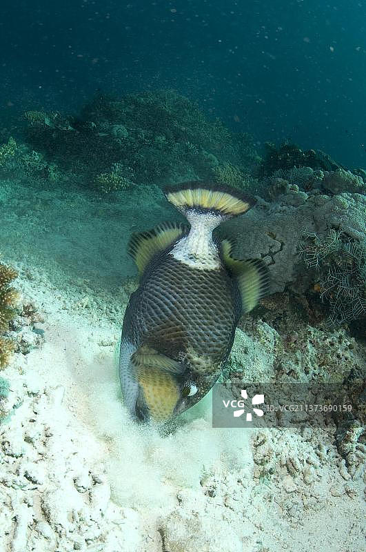 巨型炮弹鱼图片素材