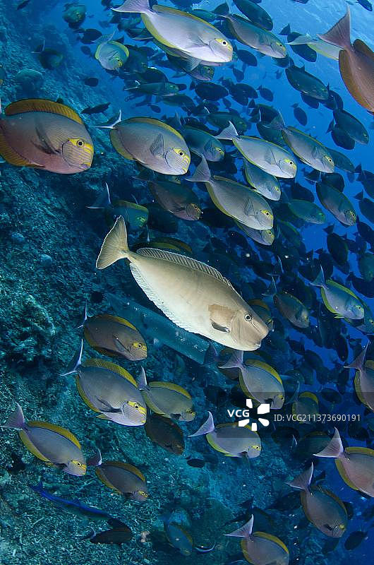 独角鼻鱼与长尾刺尾鱼群，科莫多国家公园，小巽他群岛，印度尼西亚图片素材