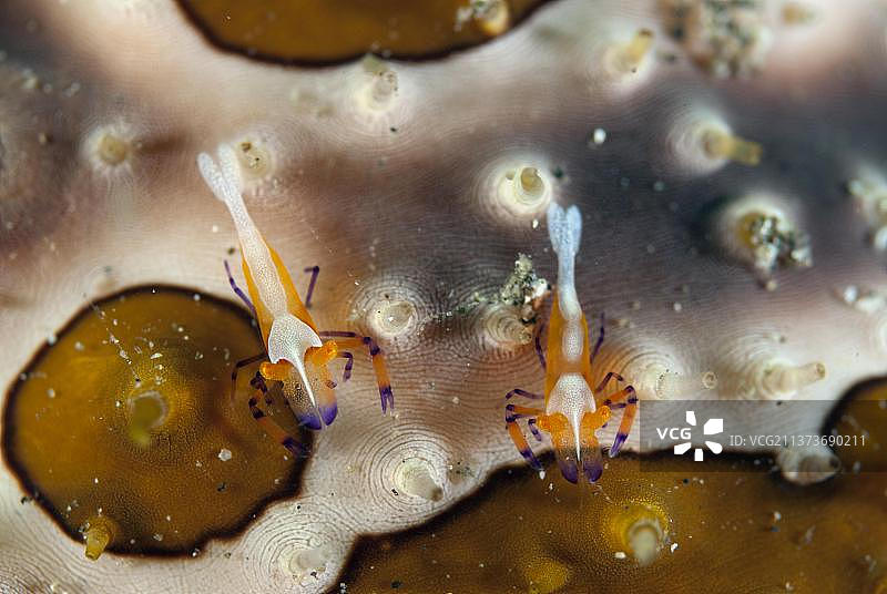 帝王虾（Periclimenes imperator）成对，在豹海参（Bohadschia argus）上，蓝碧海峡，苏拉威西岛，巽他群岛，印度尼西亚，亚洲图片素材