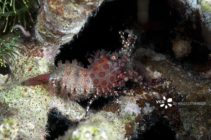 大理石虾摄影作品（印度尼西亚，亚洲）图片素材