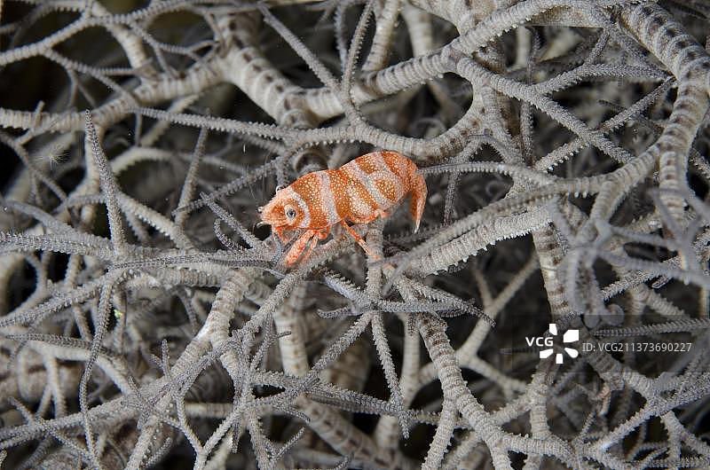 夜间 resting on basket star 的海星虾（兰尼佩斯管鞭虾），阿洛岛，小巽他群岛，印度尼西亚，亚洲图片素材