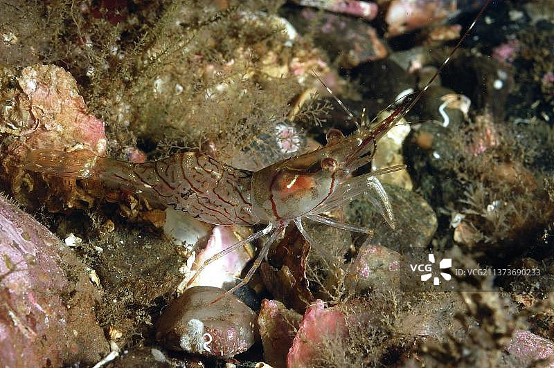 蒙塔古虾（Pandalus montagui）成年个体，在海床上，卡伦湖，苏格兰，英国，欧洲图片素材
