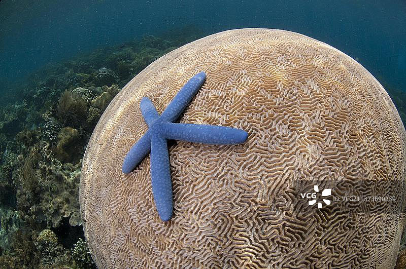 蓝色海星图片素材