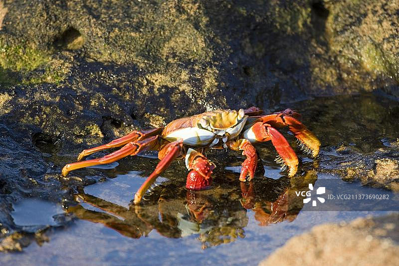 加拉帕戈斯群岛的格雷普瑟斯蟹图片素材