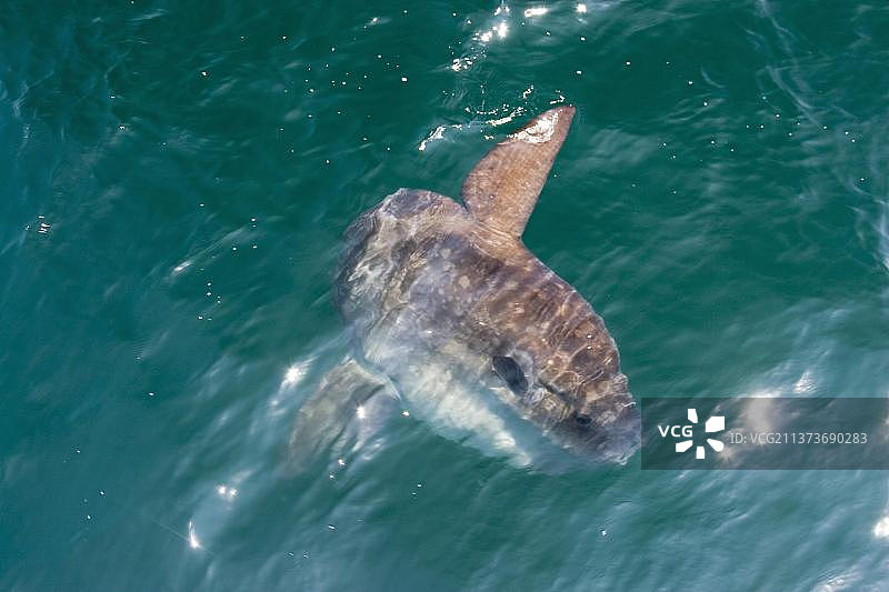 加拉帕戈斯群岛的翻车鱼图片素材