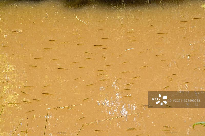 在萨福克野生动物信托保护区船长森林的林地水池中游泳的幼年真鰺鱼群图片素材