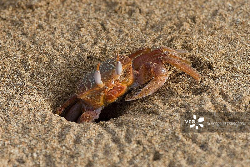 格氏 Ocypode 沙蟹图片素材