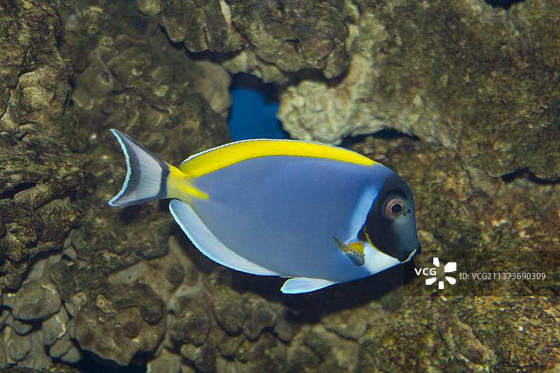 白色胸部的医生鱼图片素材