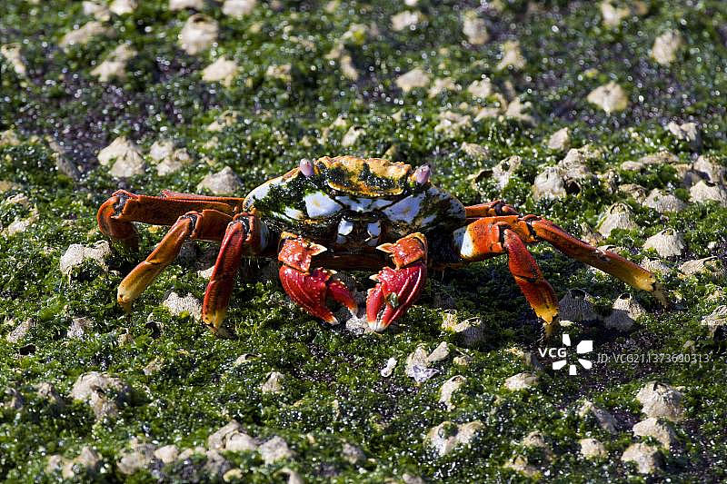 红岩蟹，其他动物，蟹，甲壳类动物，食用海藻的轻脚蟹图片素材