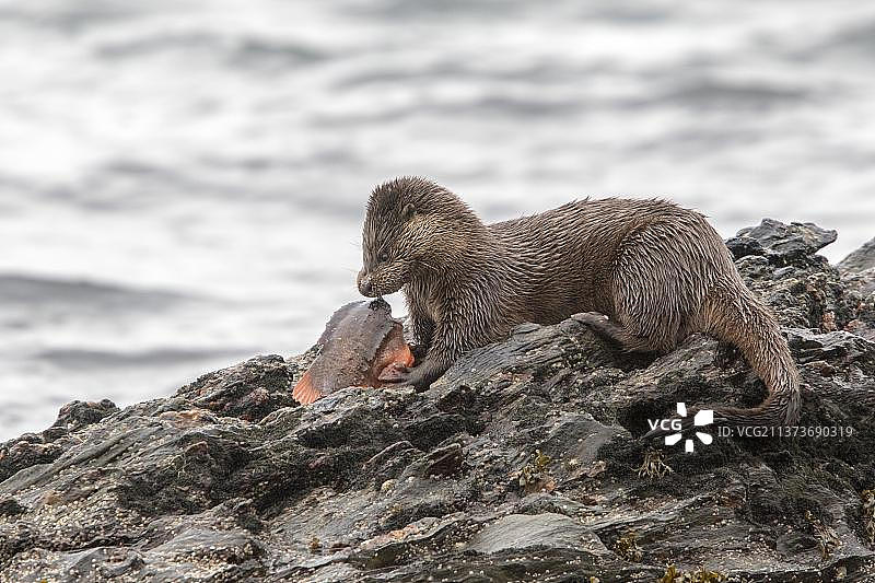 在低潮时，苏格兰朱拉岛岩石上吃圆鳍鱼的水獭图片素材