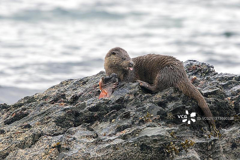 在低潮时，苏格兰朱拉岛岩石上吃圆鳍鱼的水獭图片素材